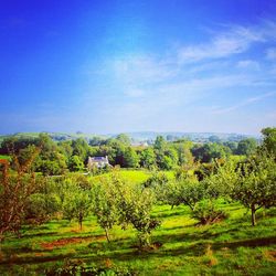 Scenic view of grassy field against blue sky