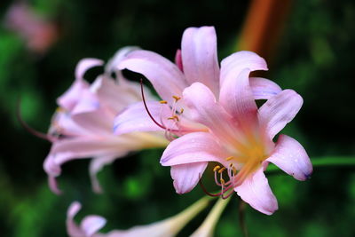 Close-up of pink flowering plant