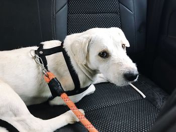 Close-up of dog looking away