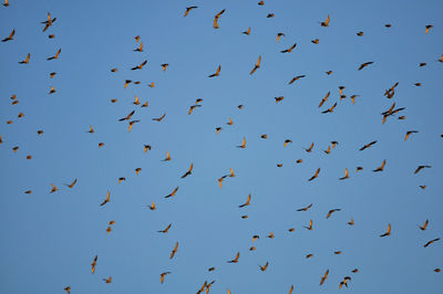 Low angle view of birds flying against clear blue sky