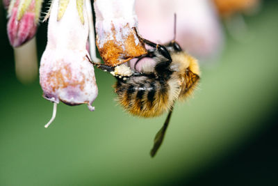 Close-up of bee pollinating on flower