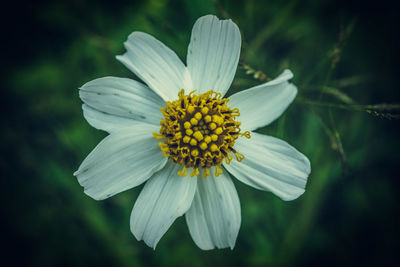 Close-up of yellow flower