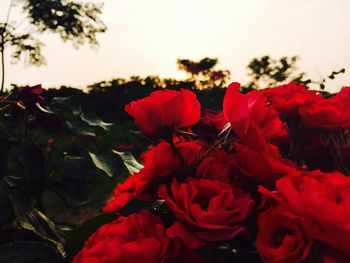 Close-up of pink rose