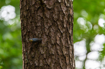 Close-up of a bird on tree trunk