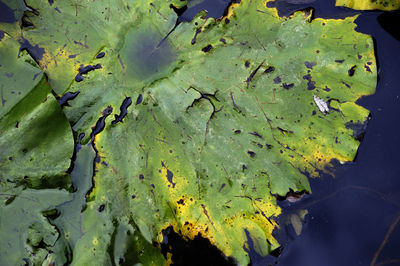 Close-up of leaf floating on water