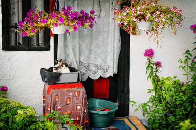 Potted plant on table