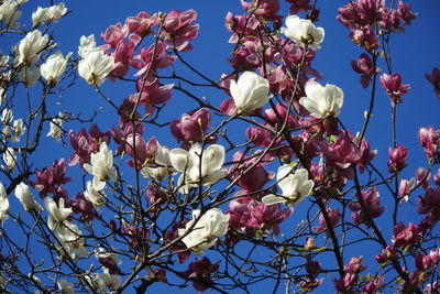 Low angle view of magnolia blossoms in spring