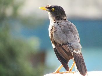 Close-up of bird perching