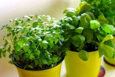 Close-up of potted plant