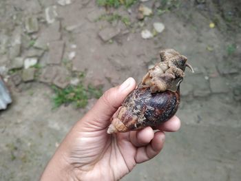 High angle view of hand holding crab