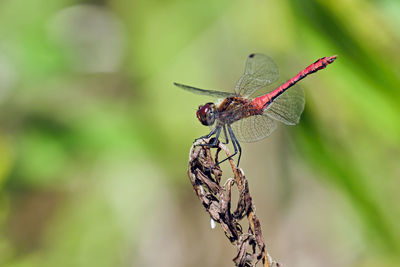 Close-up of dragonfly on twig