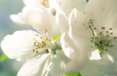 Close-up of white cherry blossom