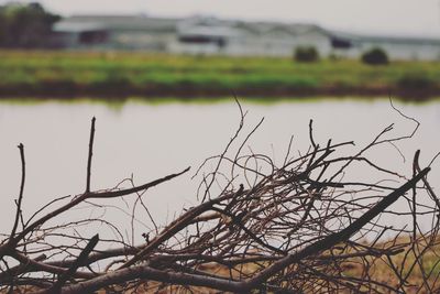 Bare trees on field against sky