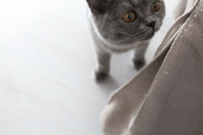 Close-up portrait of cat