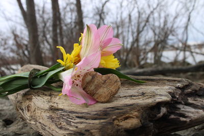 Close-up of pink flowering plant