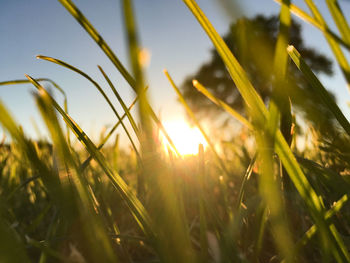 Close-up of grass growing in field against sky