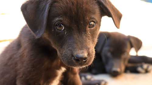 Close-up portrait of dog