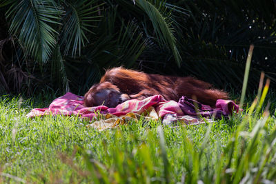 Monkey relaxing on grass