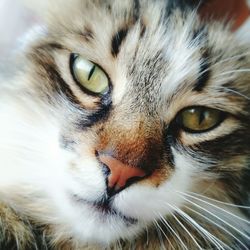 Close-up portrait of cat