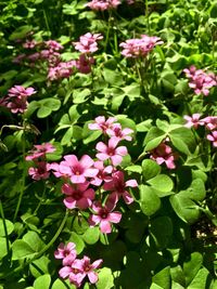 Close-up of pink flowers