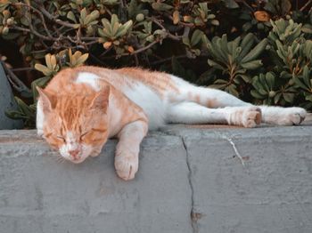 Cat sleeping