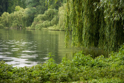 Reflection of trees in lake