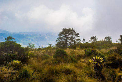 Scenic view of grassy field against cloudy sky