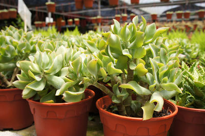 Close-up of succulent plant in pot