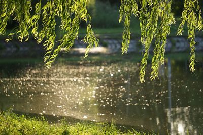 Summer light 