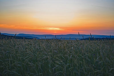 Wheat growing on field against orange sky