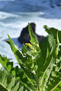 Close-up of insect on plant