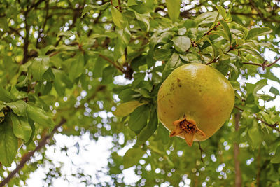 Close up pomegranate tree and fruits in nature