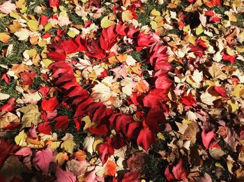 High angle view of colorful autumn leaves