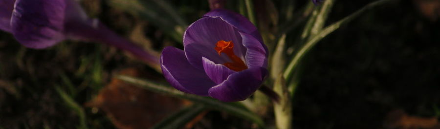 Close-up of purple crocus blooming outdoors