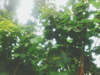 Low angle view of trees