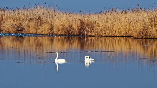 Swans swimming in lake