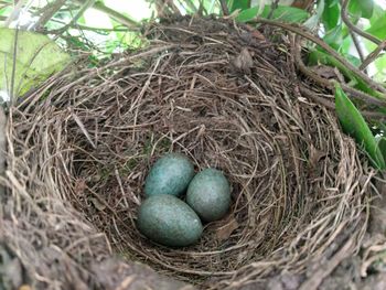 High angle view of eggs in nest