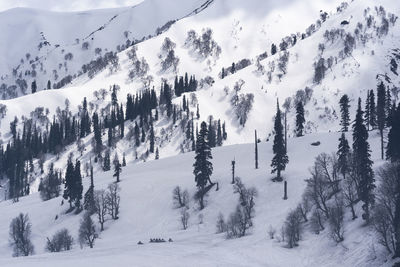 Panoramic view of pine trees on snow covered mountain