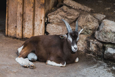 Portrait of a goat