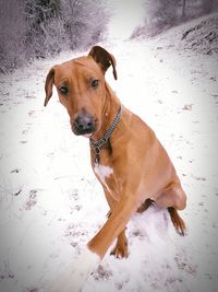 Close-up portrait of dog