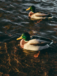 High angle view of mallard duck swimming in lake