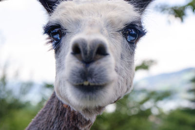 Close-up portrait of a horse