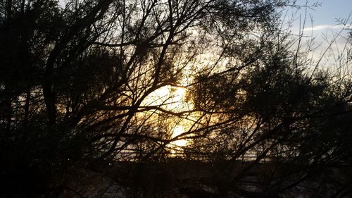 Low angle view of trees in forest