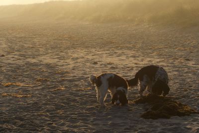 Dogs standing on sandy beach at morning