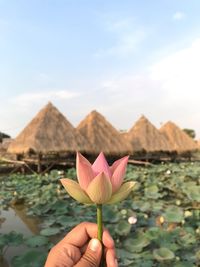 Close-up of hand holding pink lotus water lily with parasols in background against sky