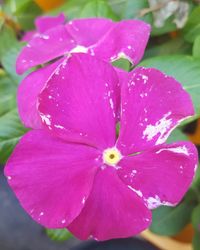 Close-up of water drops on pink flower blooming outdoors