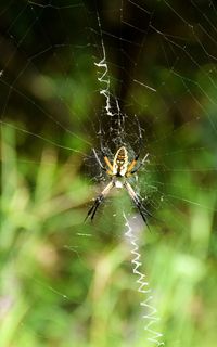 Close-up of spider on web