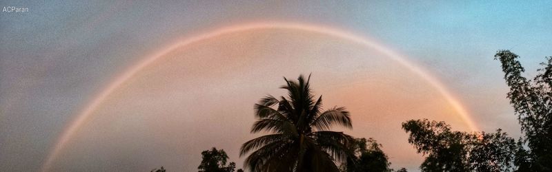 Low angle view of palm trees against rainbow in sky