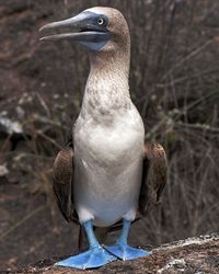 Close-up of a bird