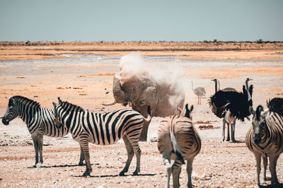 Zebras and zebra on land against sky